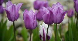 Цветение тюльпанов в Беларуси