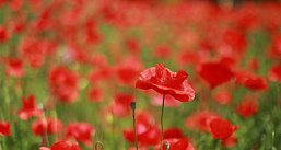 Порховские маки, Псков и Талабские острова